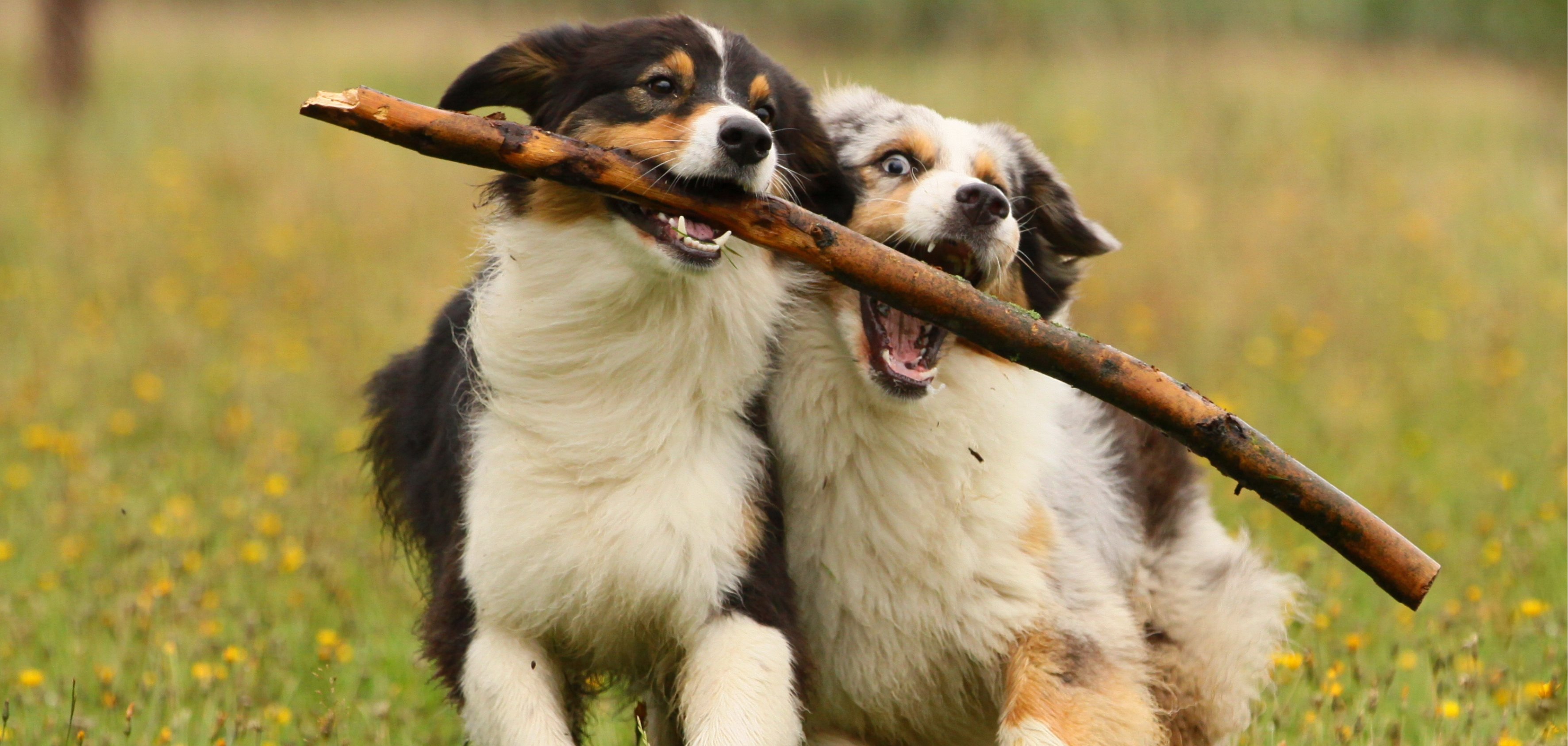 Zwei Hunde spielen mit einem Stock