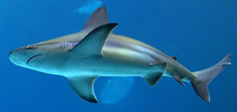 Alles über Haie bei "Tierwissen für Kinder" Ein Hai schwimmt im blauen Wasser