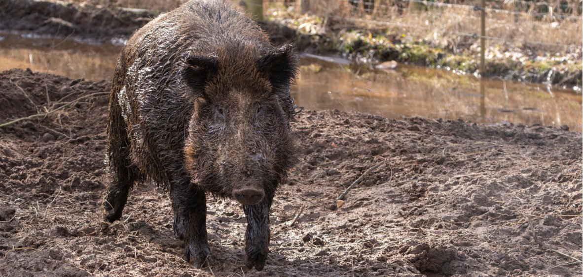 Wildschwein im Schlamm