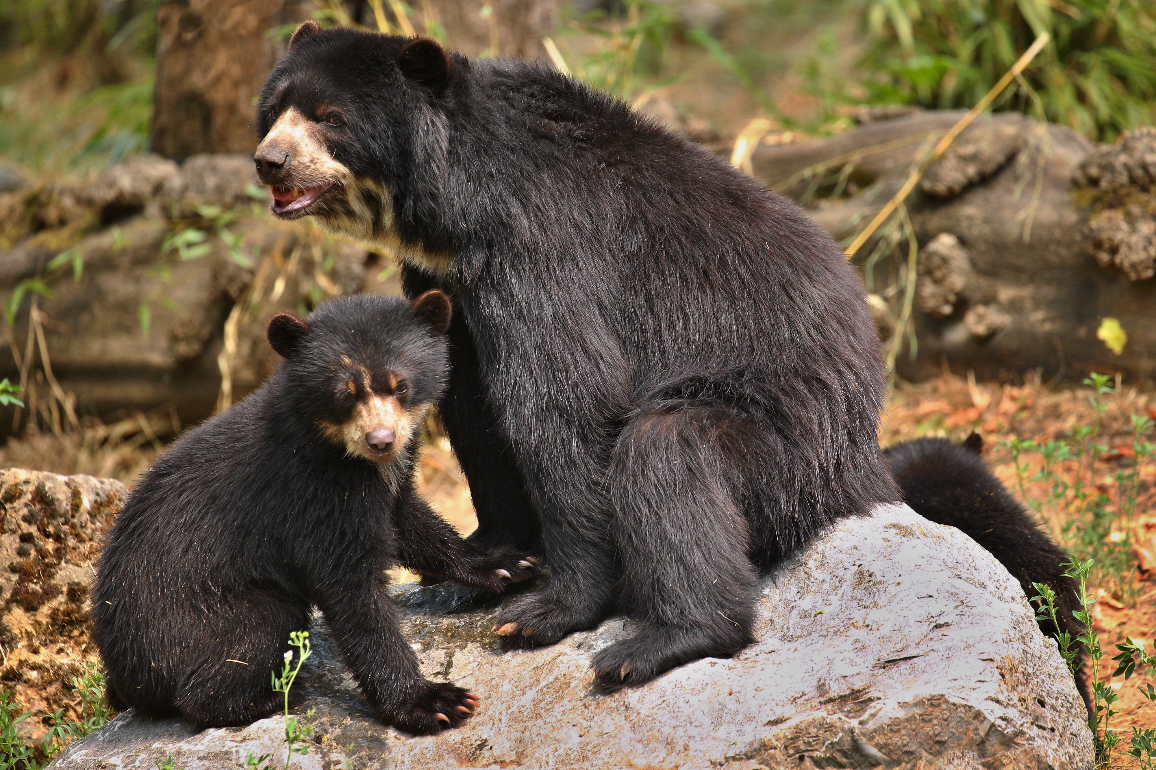 Braunbären in Tierwissen für Kinder