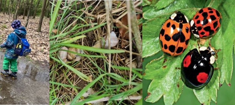 Kinder entdecken Kräuter und Insekten im Wald