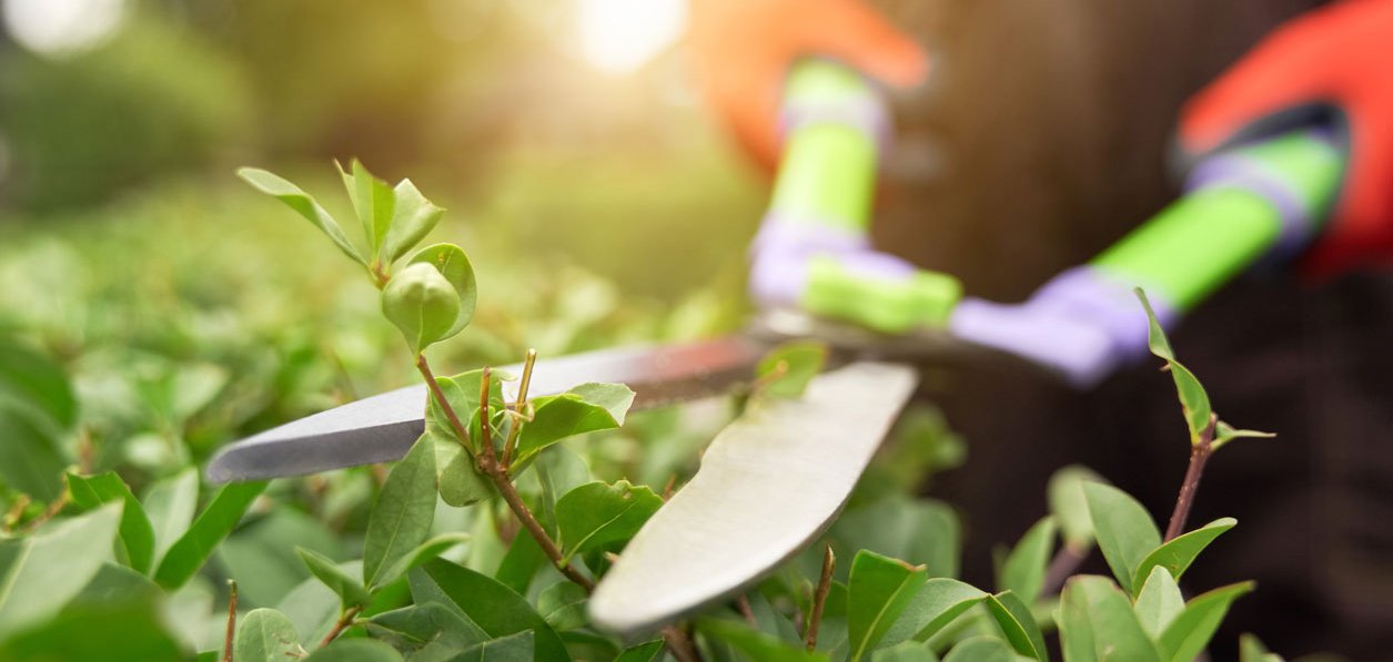 haende-mit-handschuhen-schneiden-busch-mit-grosser-schere_web