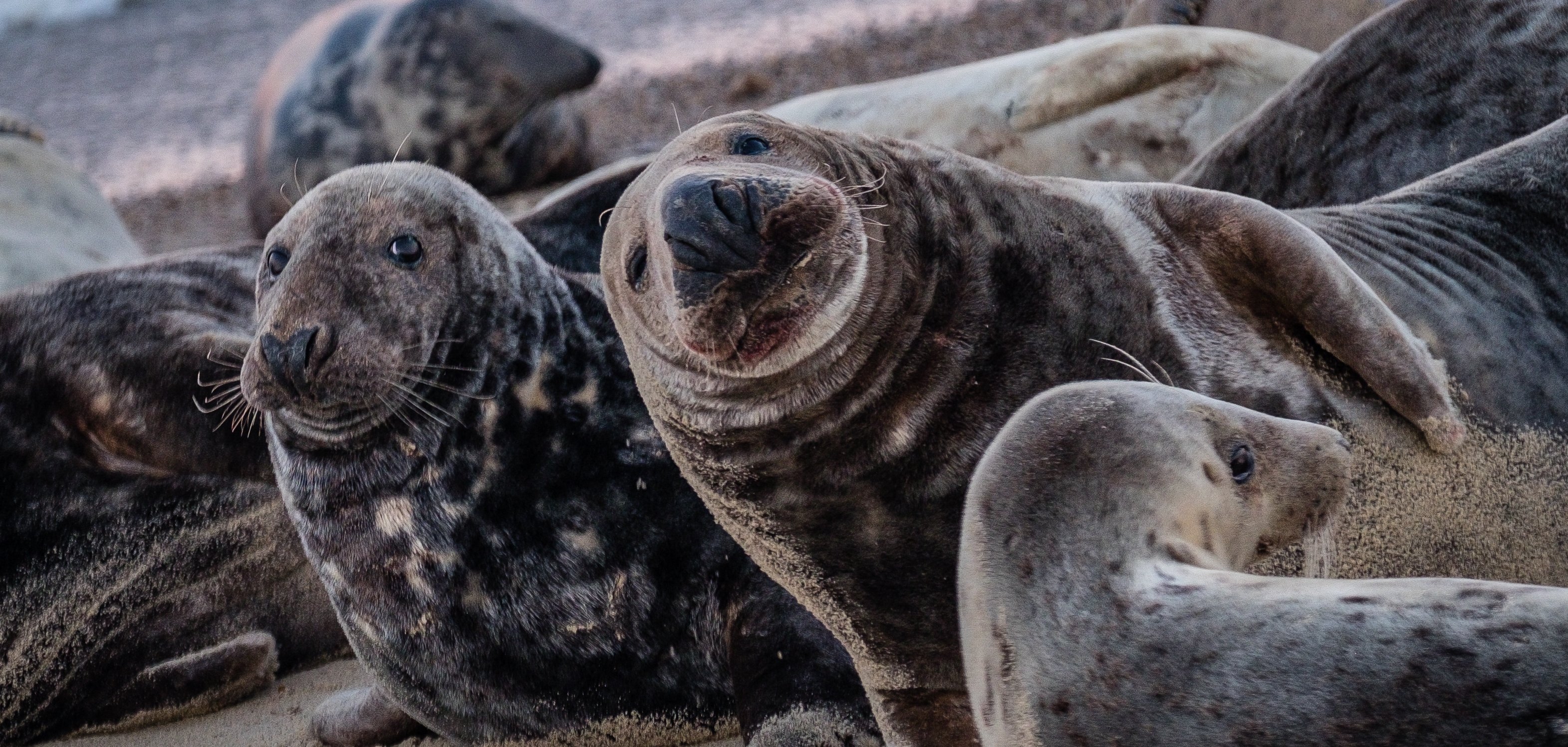 Mehrere Robben liegen am Strand