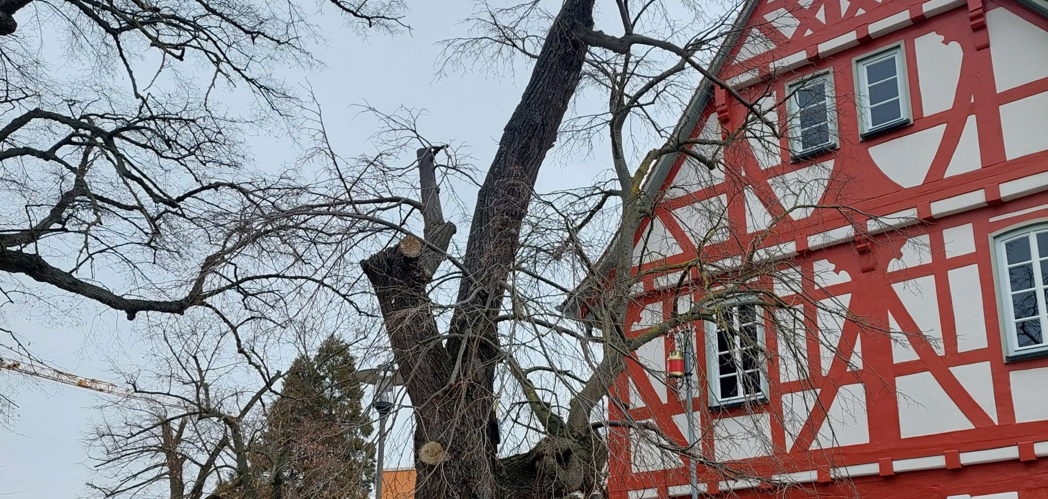 Kahler Baum vor Fachwerkhaus
