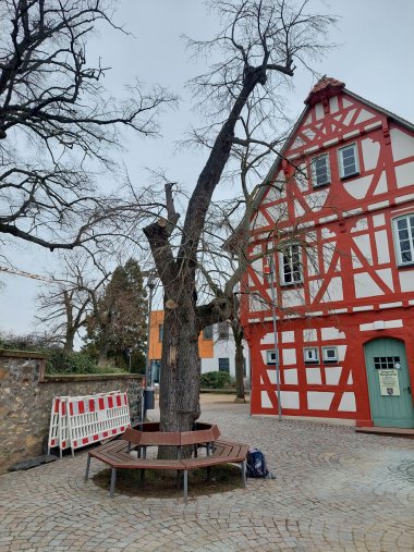 Kahler Baum vor Fachwerkhaus