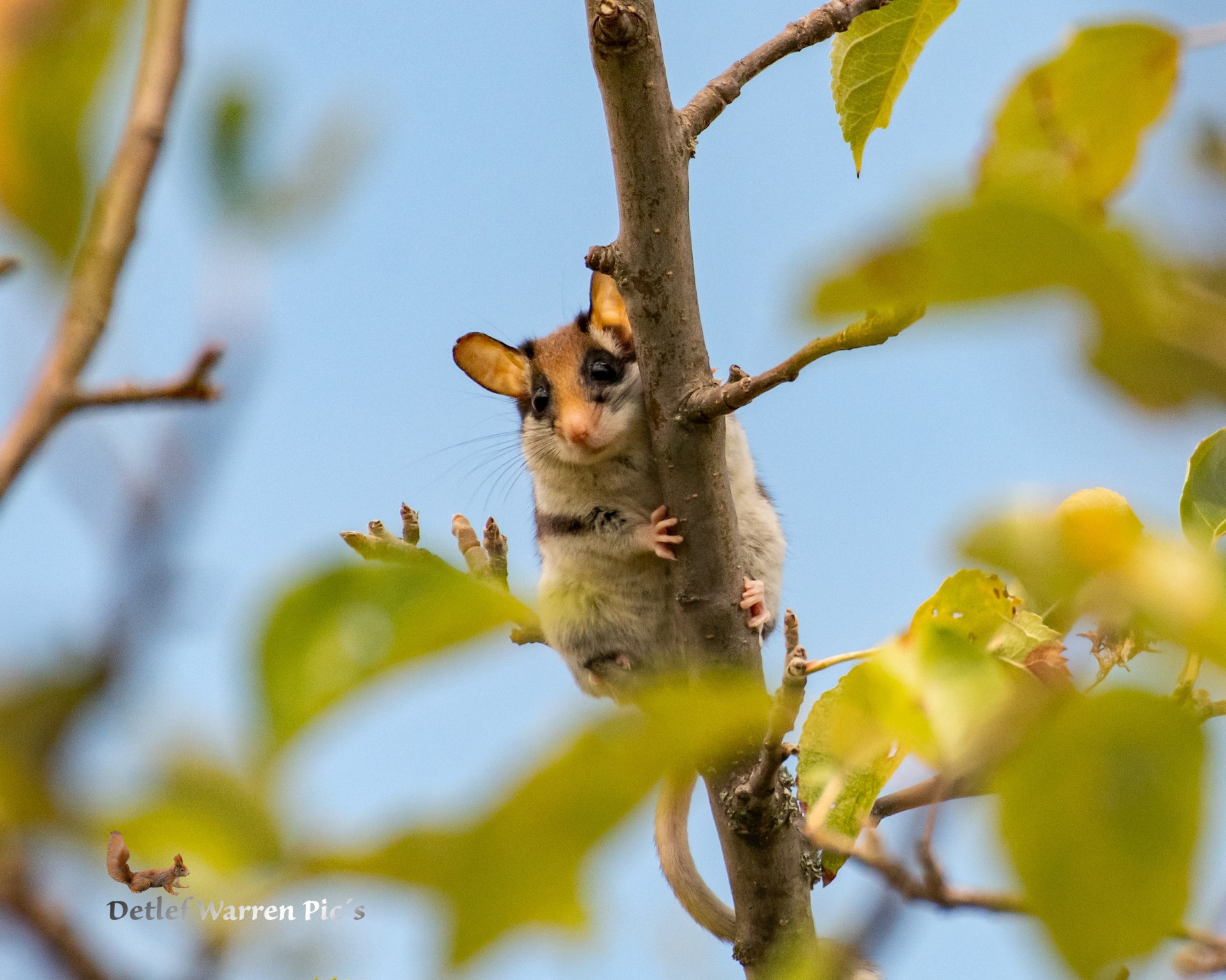 Copyright: Detlef Warren