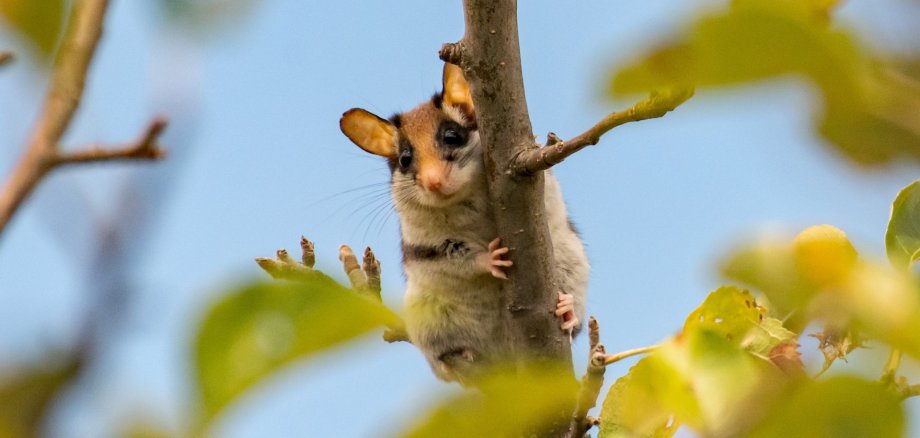 Copyright: Detlef Warren