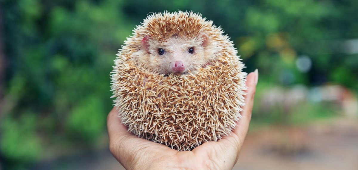 In einer Hand sitzender Igel