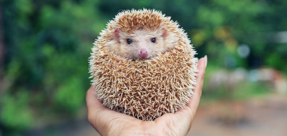 In einer Hand sitzender Igel
