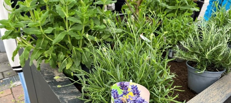 Blumenkübel bepflanzen