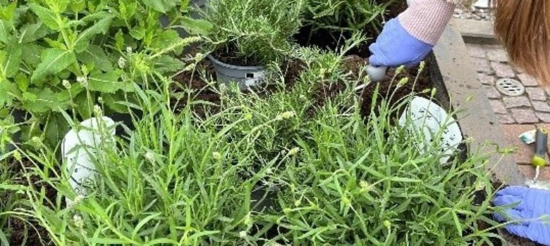 Blumenkübel bepflanzen