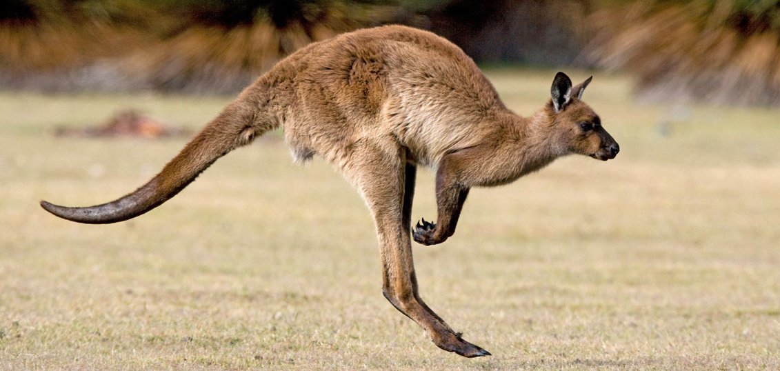 Springendes Känguru in freier Wildbahn