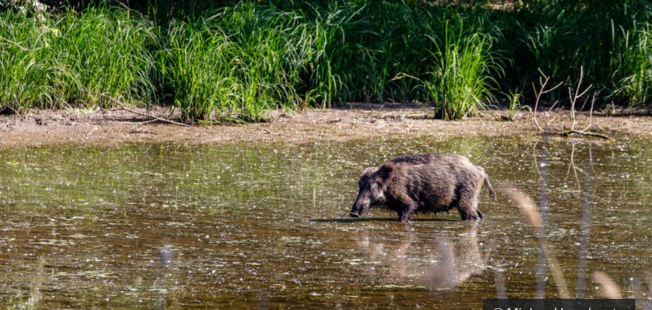 Wildschwein