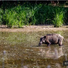 Wildschwein