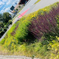 Blumenbeete in Pfungstadt