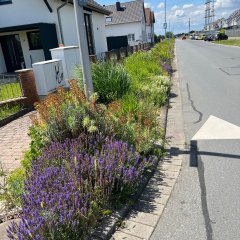 Blumenbeete in Pfungstadt