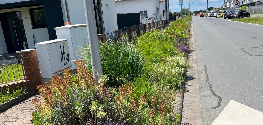 Blumenbeete in Pfungstadt