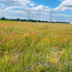 Blumenbeete in Pfungstadt