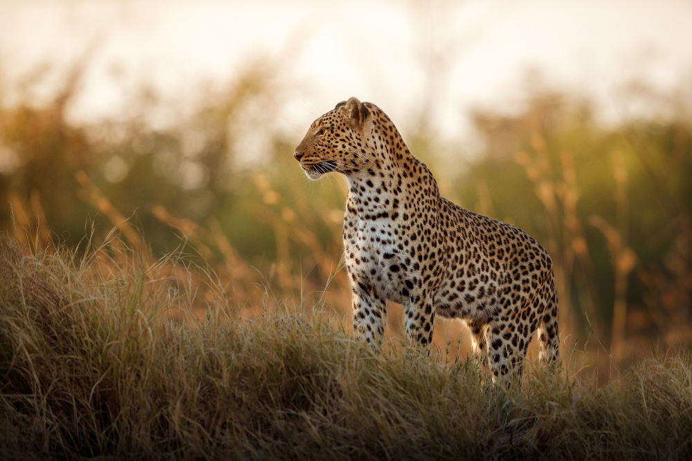 afrikanische-leopardin-posiert-in-der-Abenddämmerung