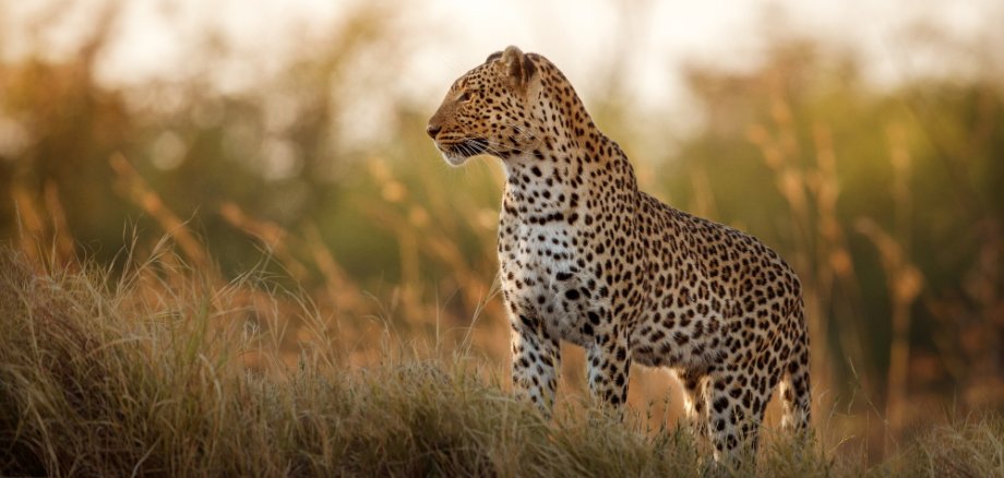 afrikanische-leopardin-posiert-in-der-Abenddämmerung