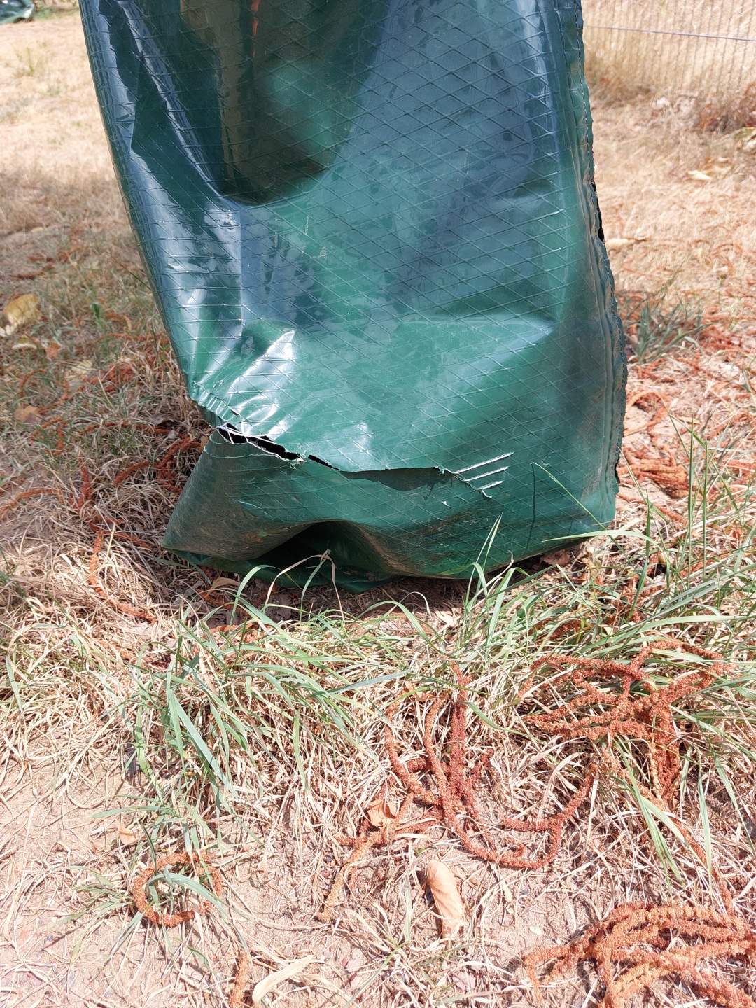 VANDALISMUS ERSCHWERT BEWÄSSERUNG JUNGER BÄUME Aufgeschlitzter grüner Wassersack
