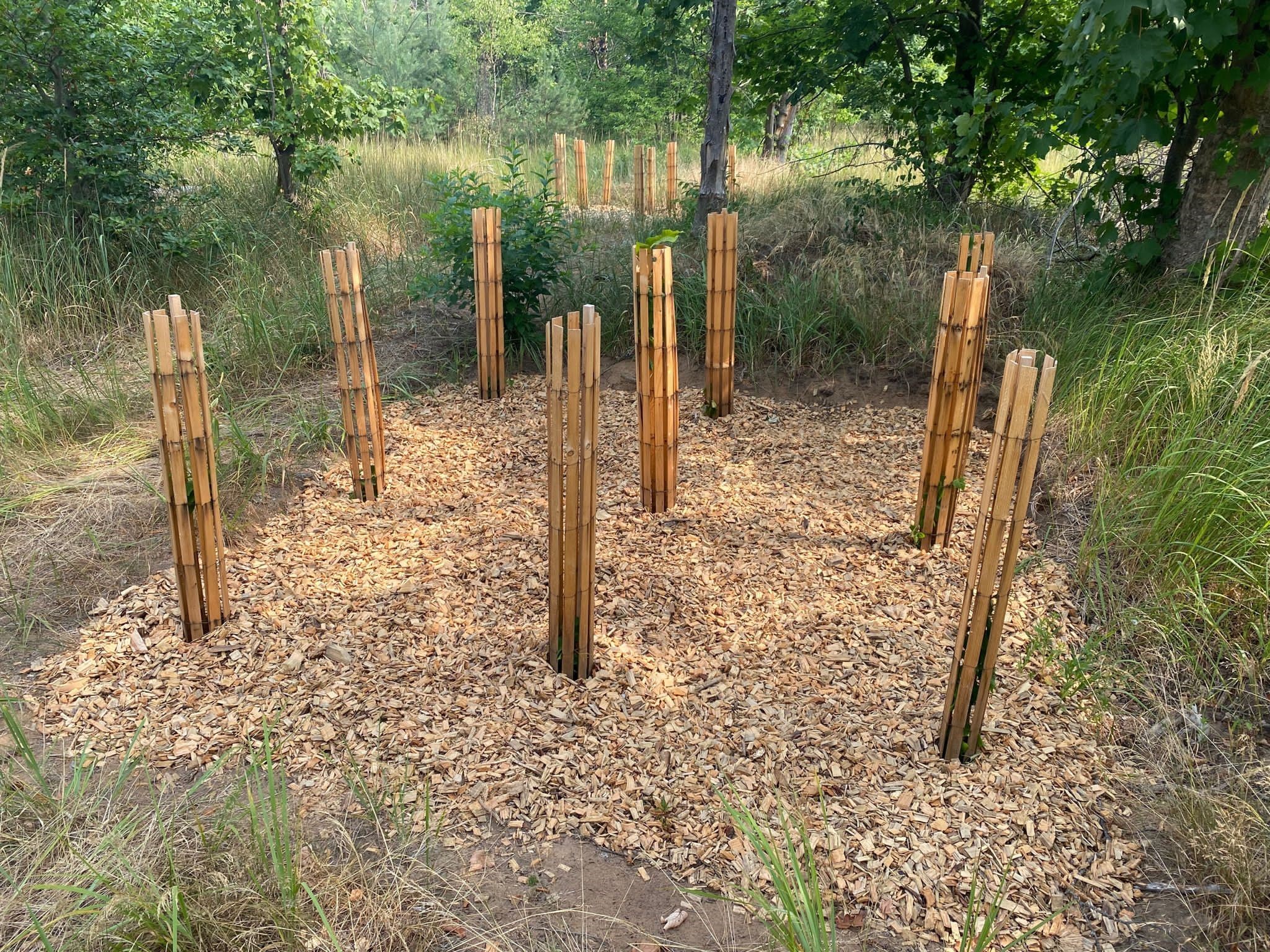 Aufforstung Aufforstung