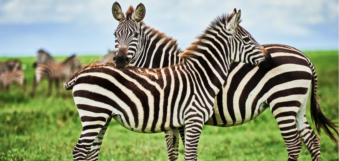 Zebra-Paar auf einer grünen Wiese