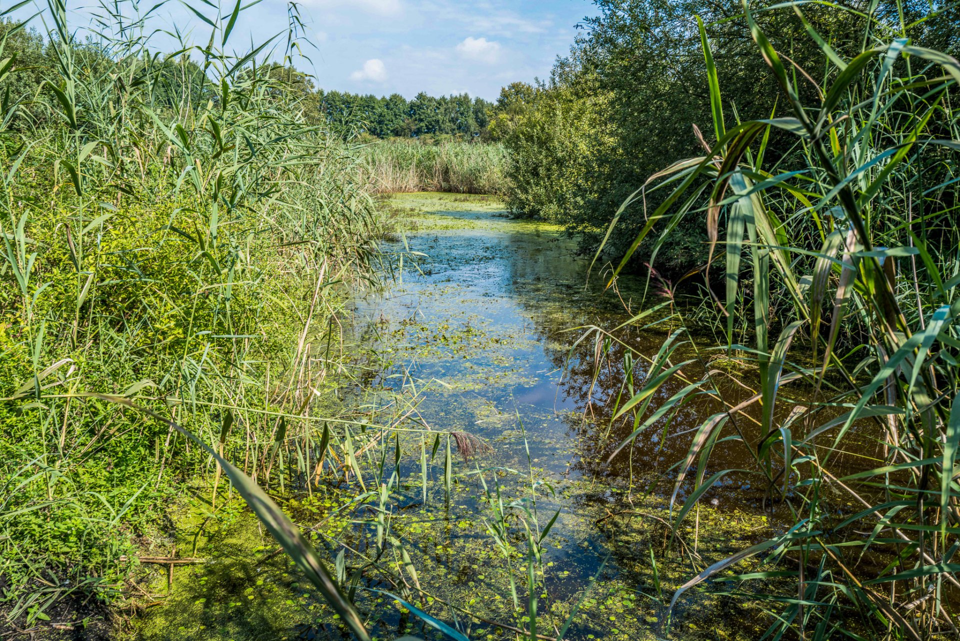 Zuwässerung des Pfungstädter Moors wieder aufgenommen Blick auf das Pfungstädter Moor: Gewässer mit Schilfgras