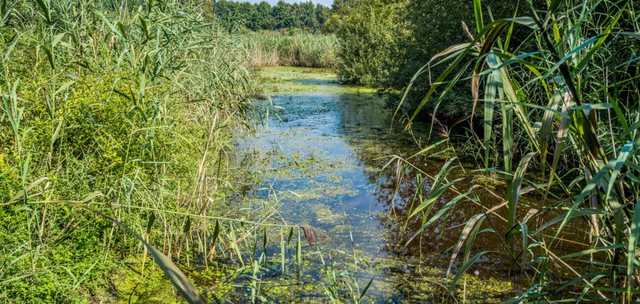 Zuwässerung des Pfungstädter Moors wieder aufgenommen Blick auf das Pfungstädter Moor: Gewässer mit Schilfgras