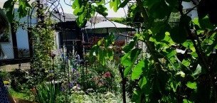 Ansicht auf einen sommerlichen Garten